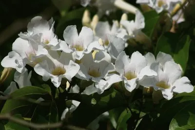fleur des tropiques