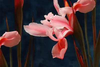 iris jigsaw puzzle