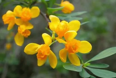 Flor del calafate jigsaw puzzle