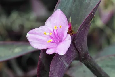 tradescantia jigsaw puzzle