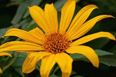 tithonia jigsaw puzzle