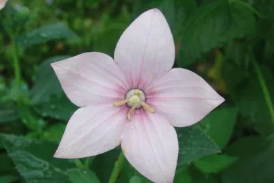 platycodon jigsaw puzzle