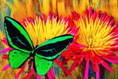 mariposa