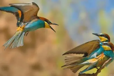 PELEONERO. jigsaw puzzle