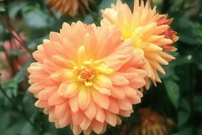 dalias jigsaw puzzle