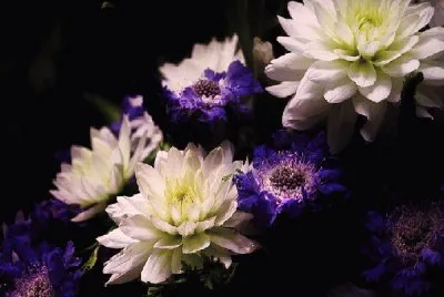 flores jigsaw puzzle