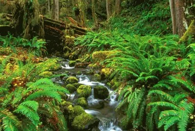 naturaleza jigsaw puzzle