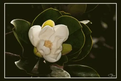 flor de Ã©bano jigsaw puzzle