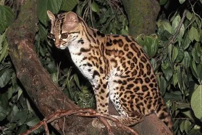 gato montÃ©s