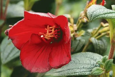 tibouchina jigsaw puzzle