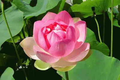 flores jigsaw puzzle