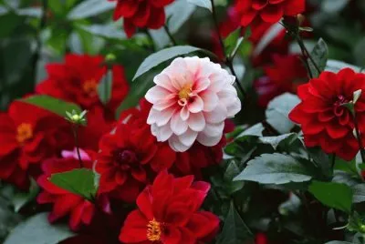 flores jigsaw puzzle