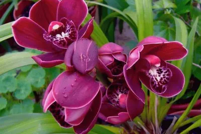 flores jigsaw puzzle