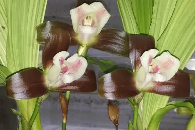 flor jigsaw puzzle