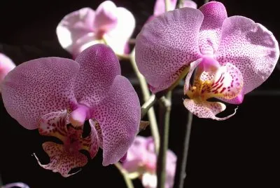 Orquidea jigsaw puzzle