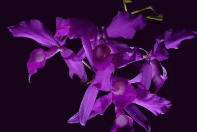 guaria morada jigsaw puzzle