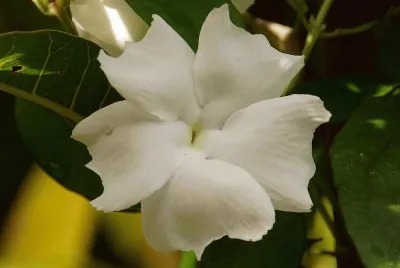 thunbergia jigsaw puzzle