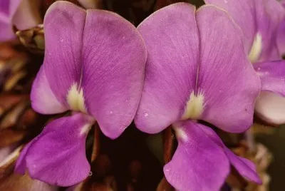 fabaceae jigsaw puzzle