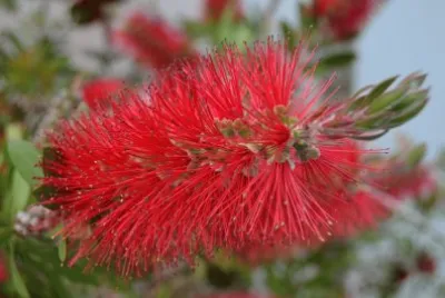Flor jigsaw puzzle