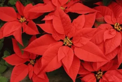 Ã©toile de NoÃ«l jigsaw puzzle