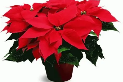 Ã©toile de NoÃ«l jigsaw puzzle