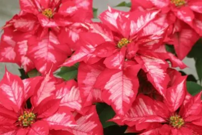 Ã©toile de NoÃ«l jigsaw puzzle