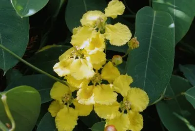 stigmaphyllon