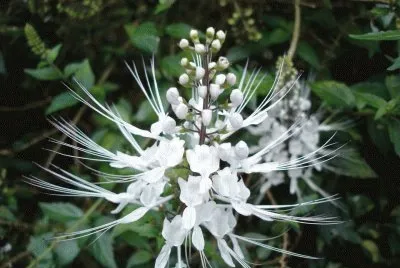fleur jigsaw puzzle