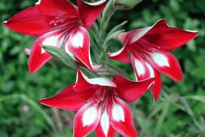 fleur jigsaw puzzle