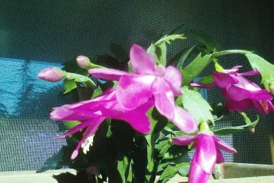 fiori jigsaw puzzle