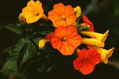 streptosolen jigsaw puzzle
