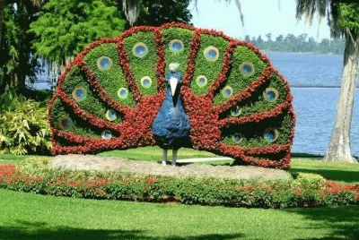 pavÃ£o jigsaw puzzle