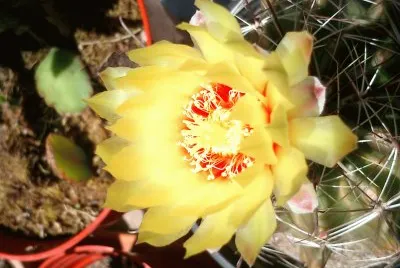 flor de cactus