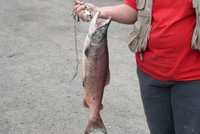 Salmon fishing in Hope, AK
