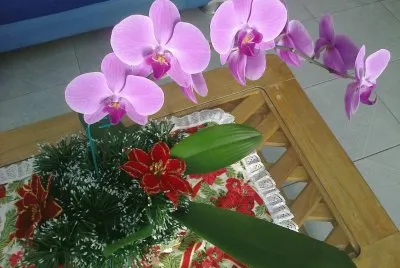 orquideas