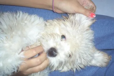 scotty