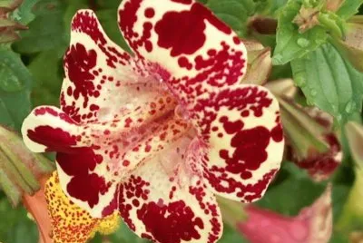mimulus