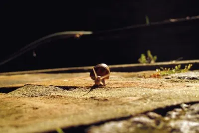 Night Snail