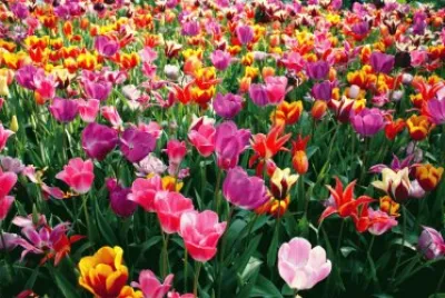 son muy bonitos los tulipanes