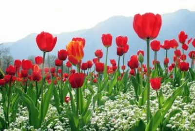 quien tiene tulipanes asi