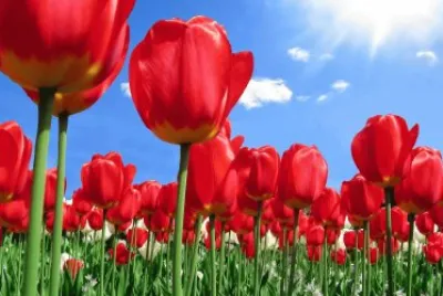 es dificil de hacer diganme