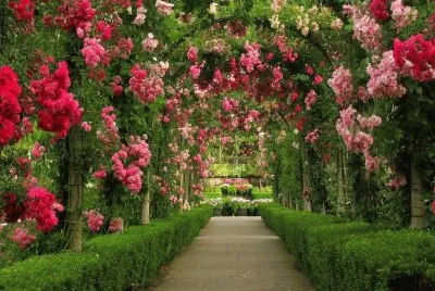 es muy bonito el color de las flores