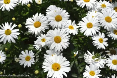 saben que flores son