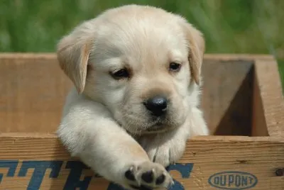 es un perro bien tierno