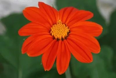 tithonia jigsaw puzzle