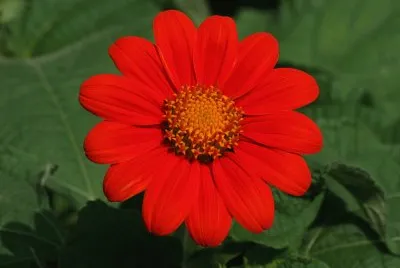 tithonia jigsaw puzzle