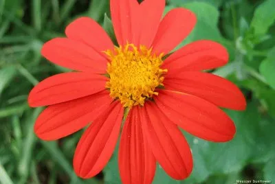 tithonia jigsaw puzzle