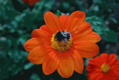 tithonia jigsaw puzzle
