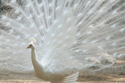 Pavo real blanco