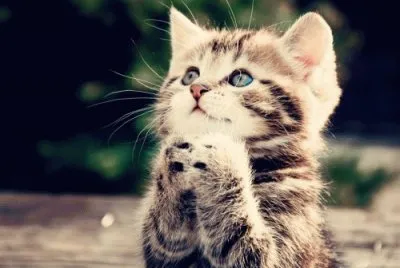 es un gato muy tierno